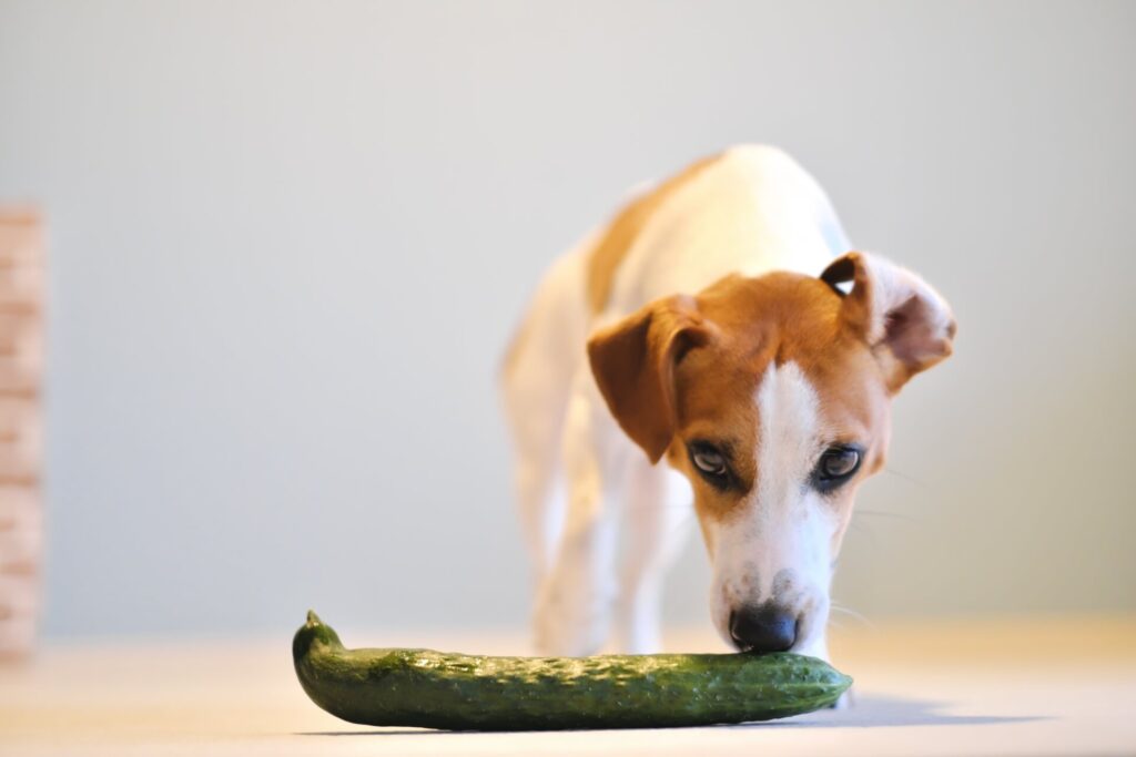 ワンちゃんに野菜をあげる際の注意点