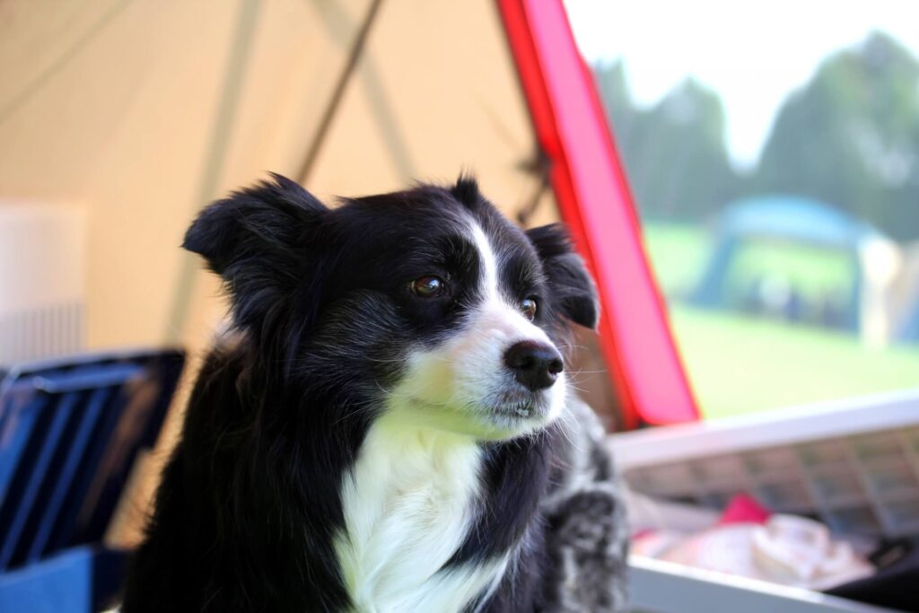 愛犬と過ごす雨の日キャンプを快適にする方法