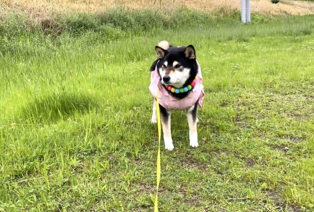 愛犬と過ごす雨の日キャンプの魅力とは？