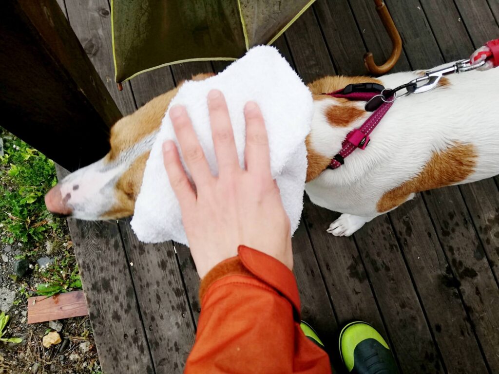 雨の日キャンプ後の愛犬のケアについて