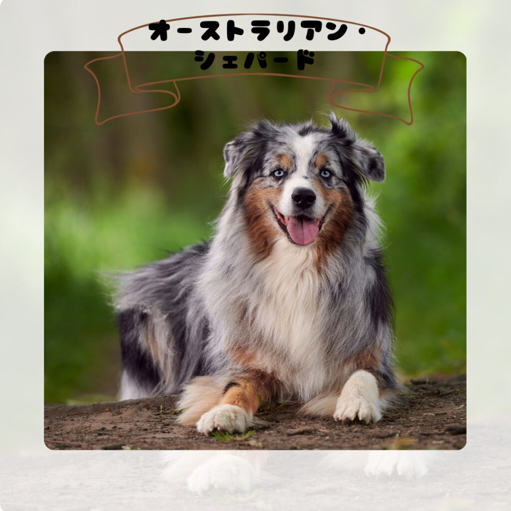 オーストラリアン・シェパード